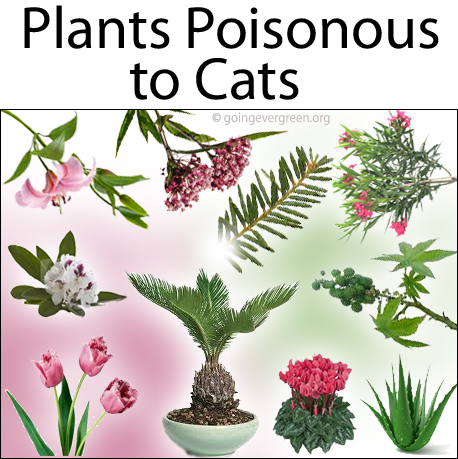 The 5 Most Poisonous Plants For Cats