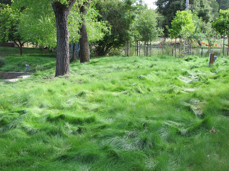 9 of the Best Low Maintenance No-Mow Grasses for Your Lawn ...