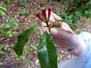 Clove Plant