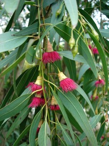 Eucalyptus