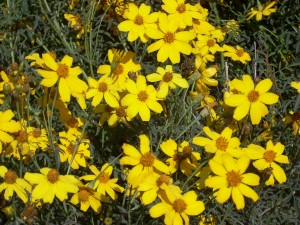 Mexican Marigold