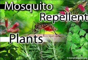 Mosquito Repellent Plants