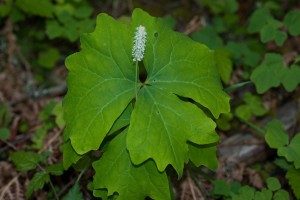 Vanilla Leaf