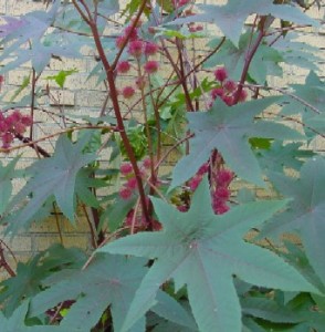 Castor Bean