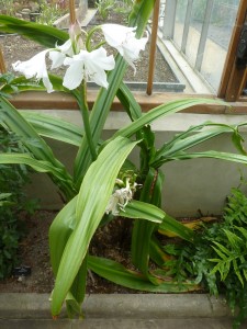 Lily Plant