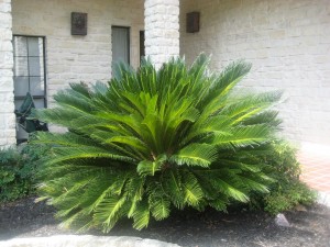 Sago Palm