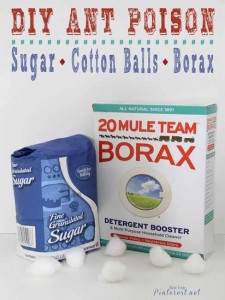 Homemade Ant Killer using Borax