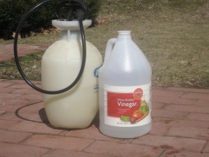 Homemade Ant Killer using Vinegar Spray