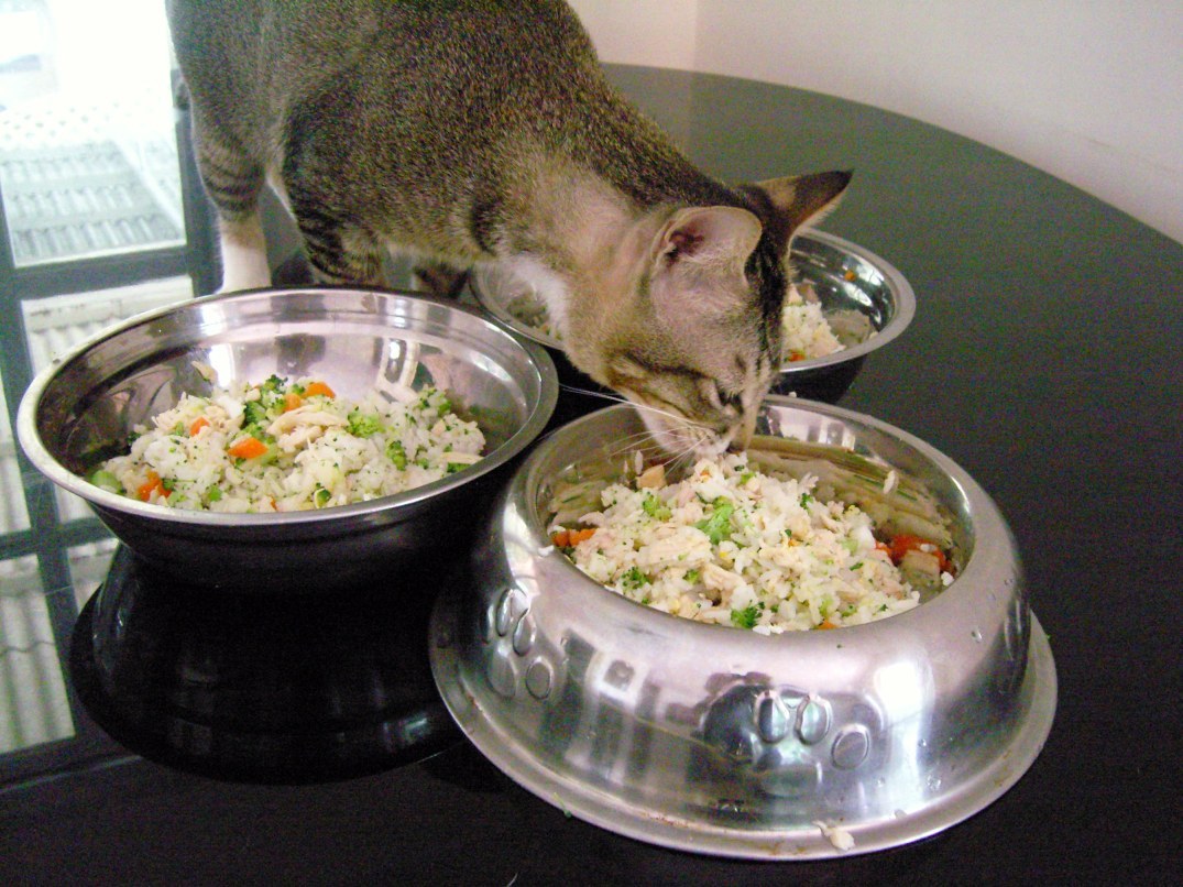 DIY Healthy Homemade Cat Food Recipes Going Evergreen