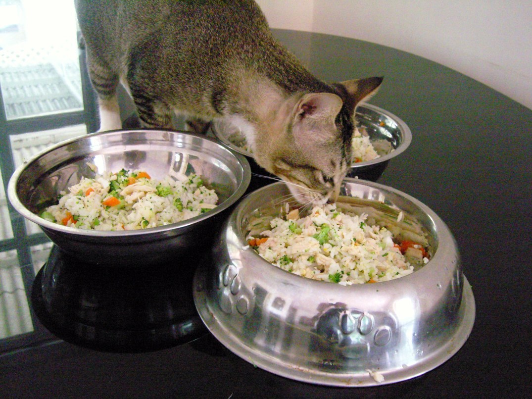 natural cat food recipes