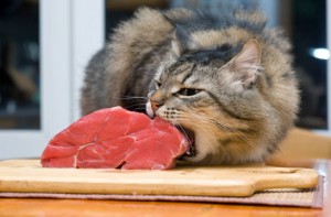 Raw Cat Food