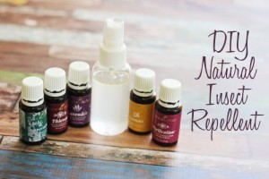 DIY Homemade Insect Repellent