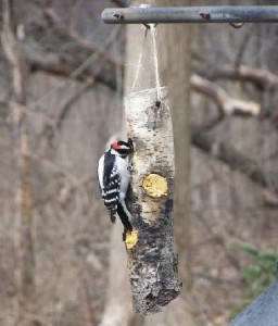 Homemade Wood Bird Feeder