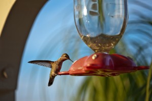 Hummingbird Nectar