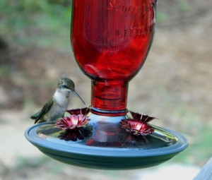 Nectar for Hummingbirds