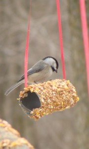 Toilet Paper Roll Bird Feeder