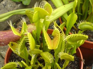 Plant Fruit Fly Trap