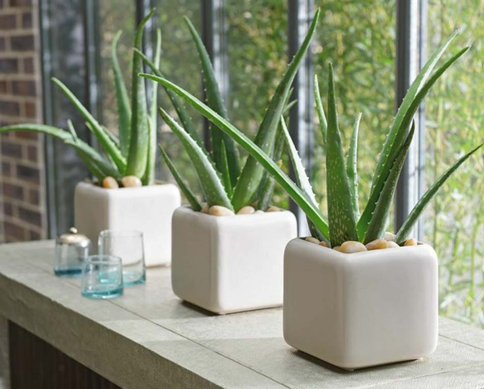 11 Of The Best Bathroom Plants For A Cheery Vibe