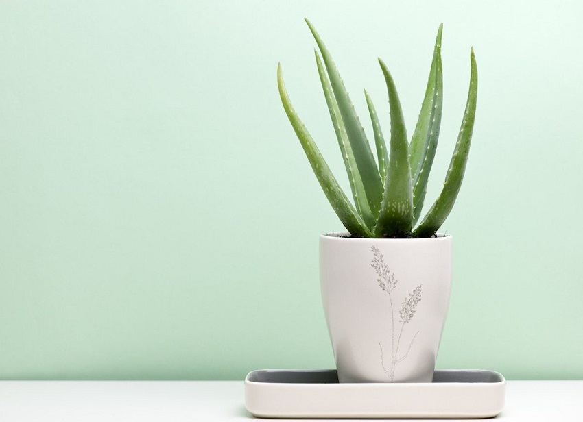 Aloe Vera Bedroom Plant