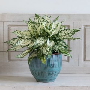 Chinese Evergreen