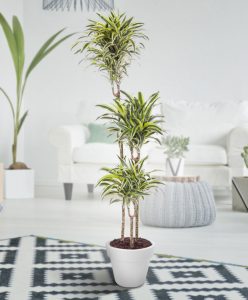 Dracaena