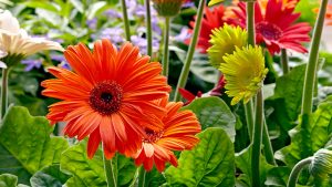 Gerbera Daisy