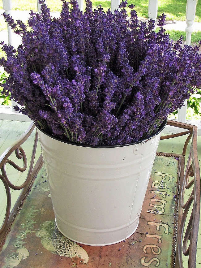 Lavender Plant in Bedroom