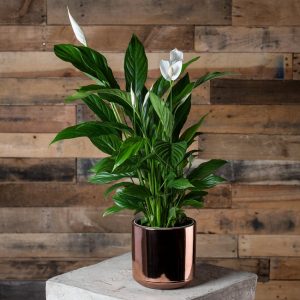 Peace Lily