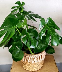 Philodendron