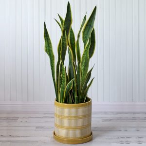 Snake Plant