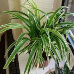 Spider Plant