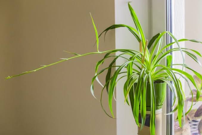 Spider Plant in Bedroom