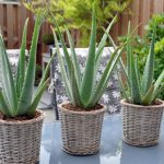 Aloe Vera Kitchen Plants