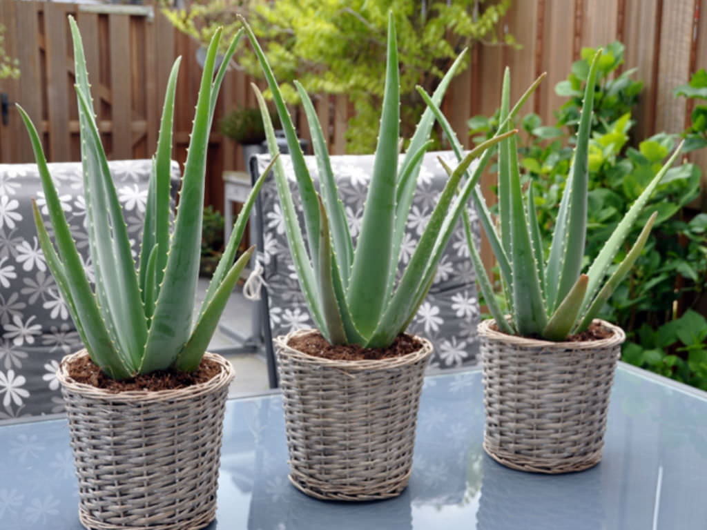 Aloe Vera Kitchen Plants