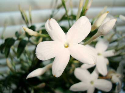 White Jasmine Kitchen Plants