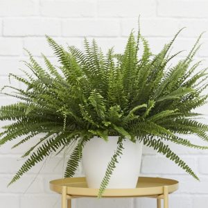 Boston Fern