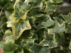 English Ivy