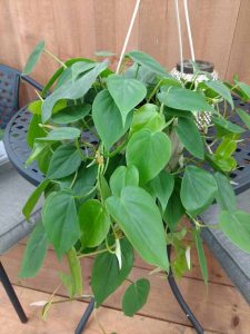 Heartleaf Philodendron