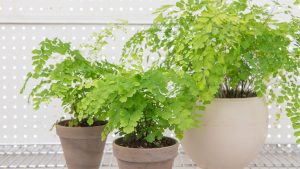 Maidenhair Fern