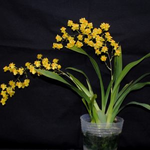 Oncidium Orchid