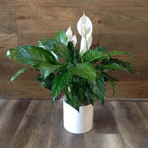 Peace Lily