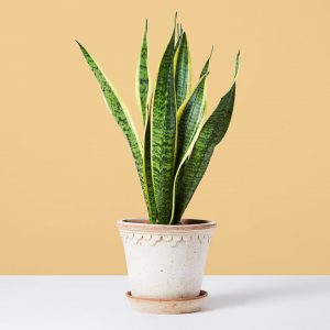 Snake Plant