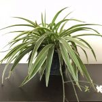 Spider Plant