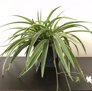 Spider Plant