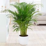 Bamboo Palm Indoor