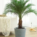 Canary Island Date Palm Indoor