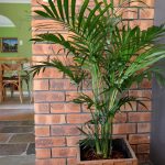 Cascade Indoor Palm