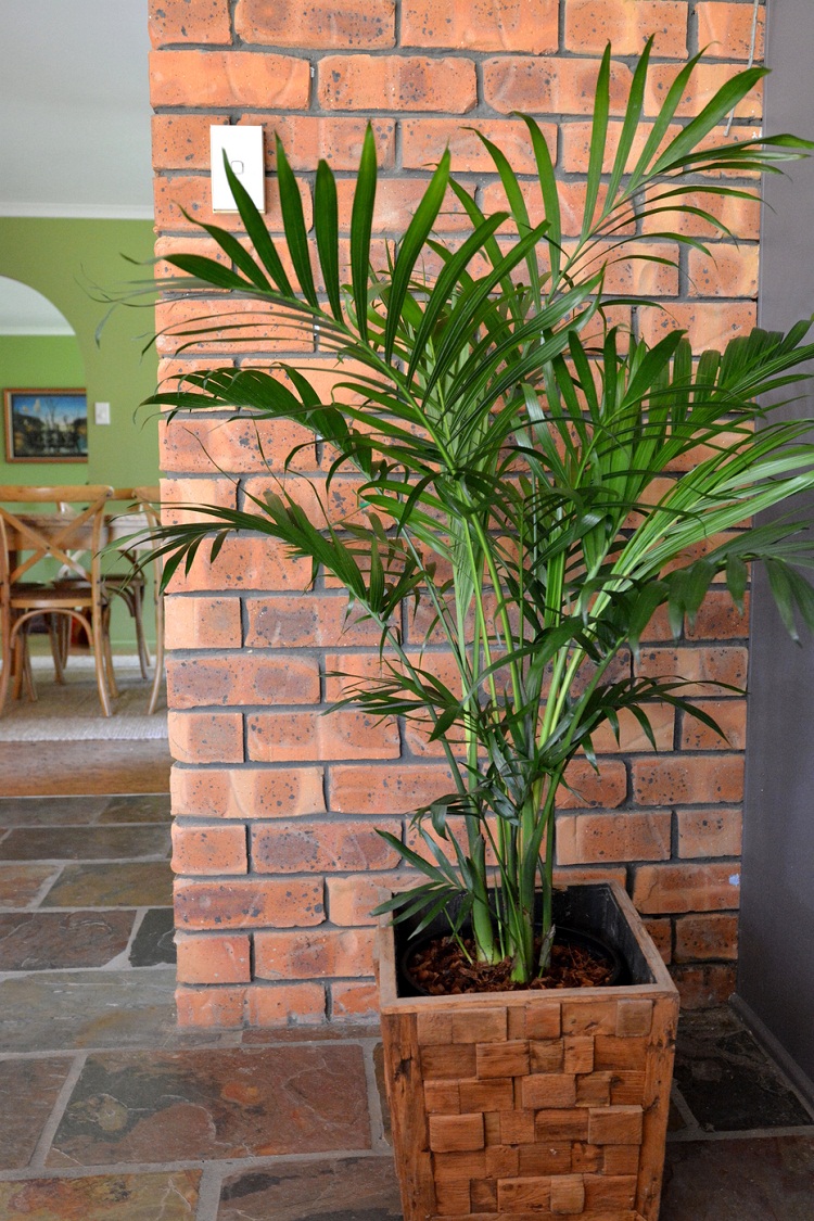 14 Of The Best Indoor Palm Trees For A Tropical Vibe