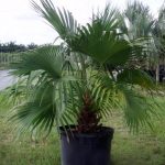 Indoor Chinese Fan Palm Tree