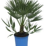 Indoor European Fan Palm